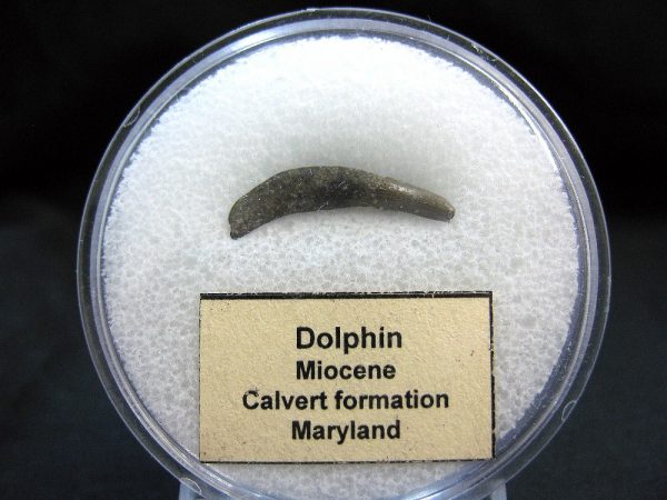 Genuine Miocene Age Dolphin Tooth Fossils From Maryland For Sale #9