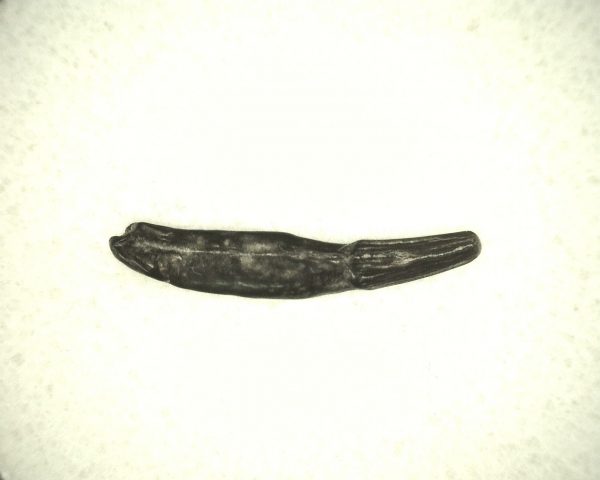 Miocene Porpoise Tooth #1 - Image 2