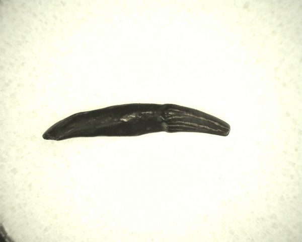 Miocene Porpoise Tooth #1 - Image 3