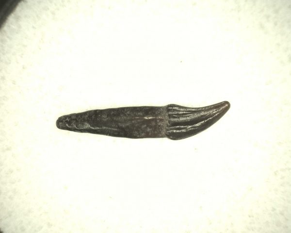 Miocene Porpoise Tooth #2 - Image 3