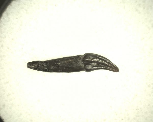 Miocene Porpoise Tooth #2 - Image 2