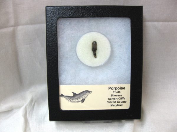 Miocene Porpoise Tooth #5