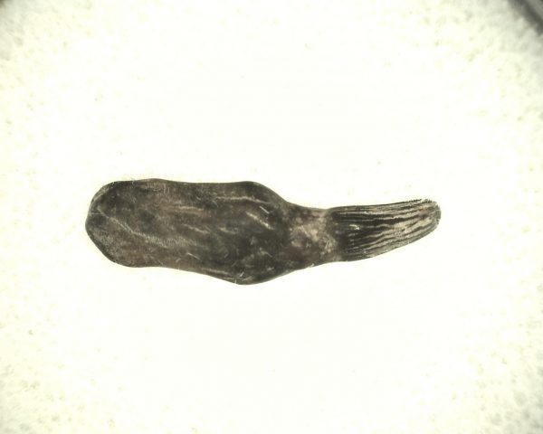 Miocene Porpoise Tooth #5 - Image 2