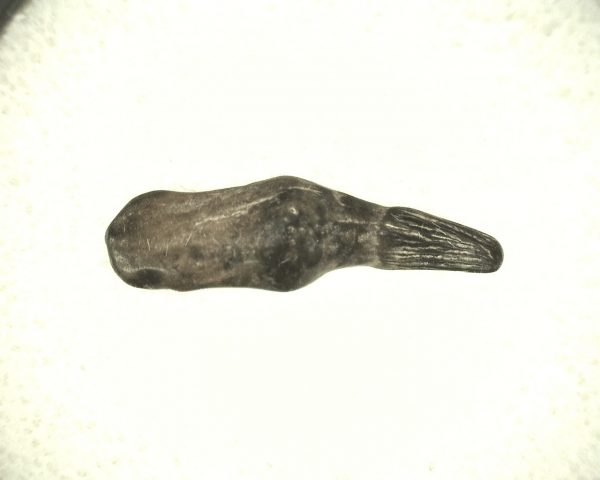 Miocene Porpoise Tooth #5 - Image 3