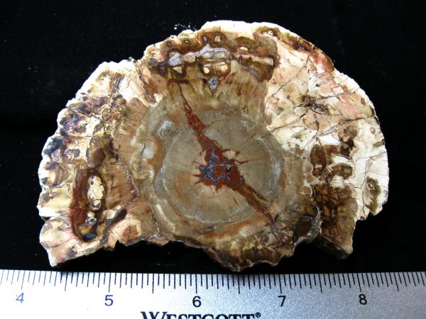 Genuine Medium Petrified Wood From Madagascar For Sale- Triassic Age #11a