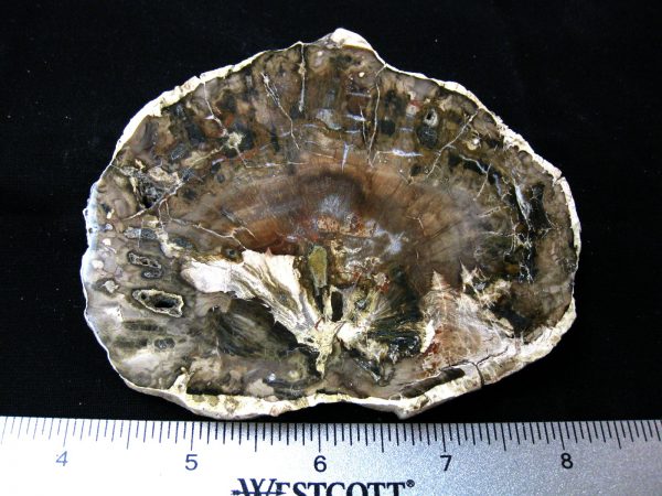 Genuine Medium Petrified Wood From Madagascar For Sale- Triassic Age #12