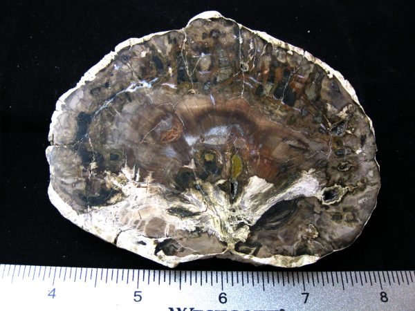 Genuine Medium Petrified Wood From Madagascar For Sale- Triassic Age #12a