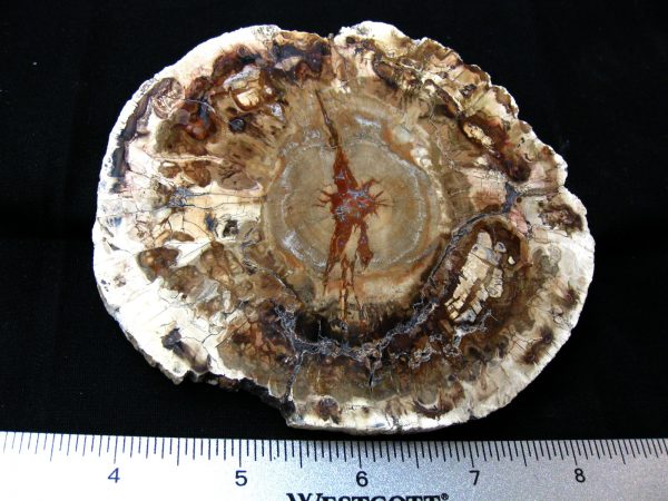 Genuine Medium Petrified Wood From Madagascar For Sale- Triassic Age #14