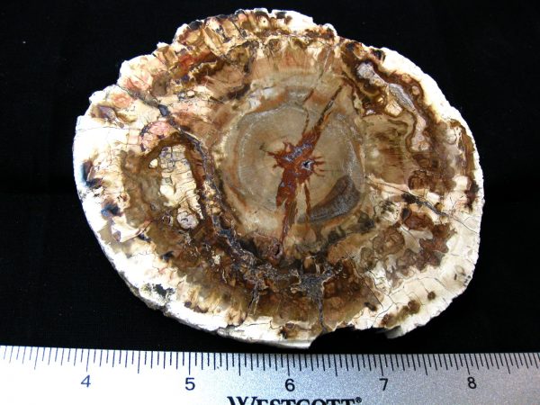 Genuine Medium Petrified Wood From Madagascar For Sale- Triassic Age #14a