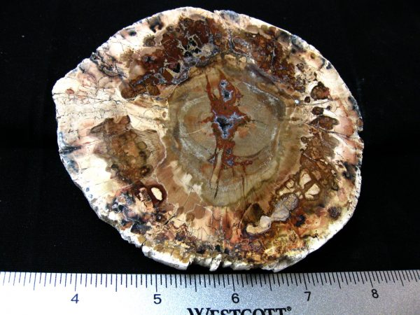 Genuine Medium Petrified Wood From Madagascar For Sale- Triassic Age #16