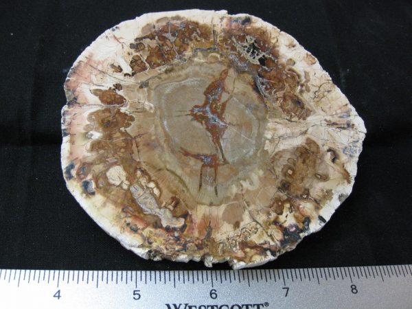 Genuine Medium Petrified Wood From Madagascar For Sale- Triassic Age #16a