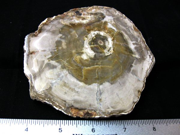 Genuine Medium Petrified Wood From Madagascar For Sale- Triassic Age #17a