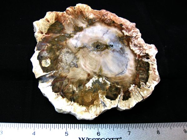 Genuine Medium Petrified Wood From Madagascar For Sale- Triassic Age #19