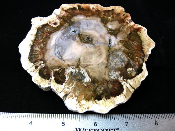 Genuine Medium Petrified Wood From Madagascar For Sale- Triassic Age #19a