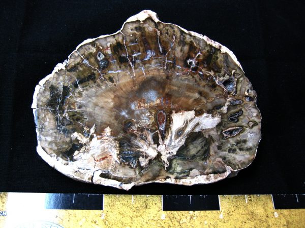 Genuine Medium Petrified Wood From Madagascar For Sale- Triassic Age #2