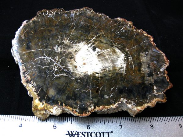 Genuine Medium Petrified Wood From Madagascar For Sale- Triassic Age #20