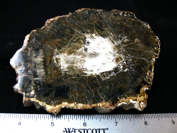 Genuine Medium Petrified Wood From Madagascar For Sale- Triassic Age #20a