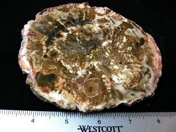 Genuine Medium Petrified Wood From Madagascar For Sale- Triassic Age #21a