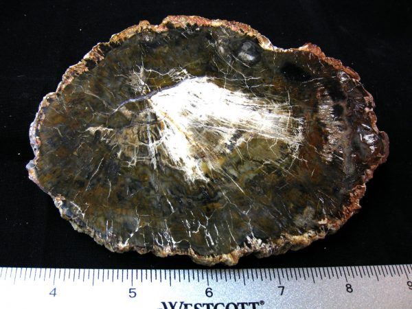 Genuine Medium Petrified Wood From Madagascar For Sale- Triassic Age #23