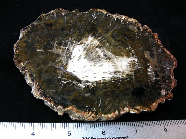 Genuine Medium Petrified Wood From Madagascar For Sale- Triassic Age #23a