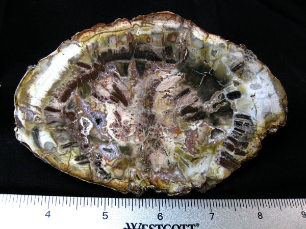 Genuine Medium Petrified Wood From Madagascar For Sale- Triassic Age #26