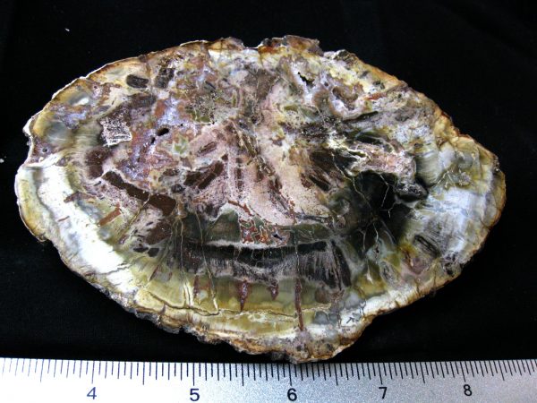 Genuine Medium Petrified Wood From Madagascar For Sale- Triassic Age #26a