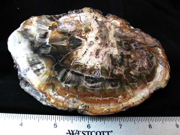 Genuine Medium Petrified Wood From Madagascar For Sale- Triassic Age #27