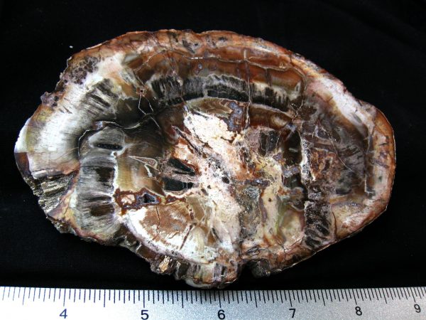 Genuine Medium Petrified Wood From Madagascar For Sale- Triassic Age #27a