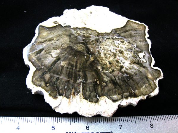 Genuine Medium Petrified Wood From Madagascar For Sale- Triassic Age #29