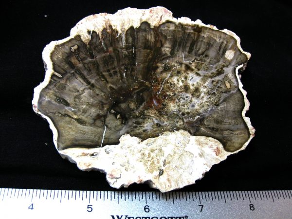 Genuine Medium Petrified Wood From Madagascar For Sale- Triassic Age #29a