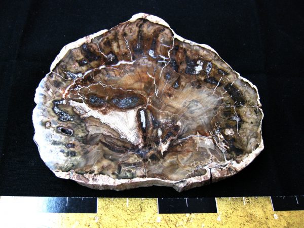 Genuine Medium Petrified Wood From Madagascar For Sale- Triassic Age #2a