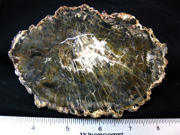 Genuine Medium Petrified Wood From Madagascar For Sale- Triassic Age #31