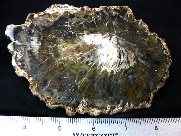 Genuine Medium Petrified Wood From Madagascar For Sale- Triassic Age #31a