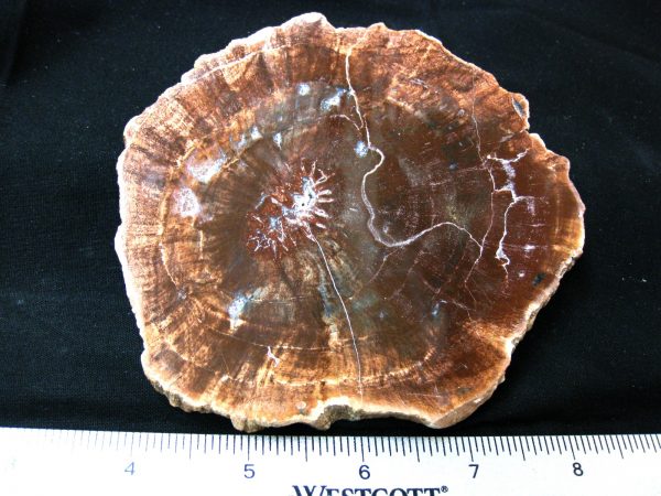 Genuine Medium Petrified Wood From Madagascar For Sale- Triassic Age #33