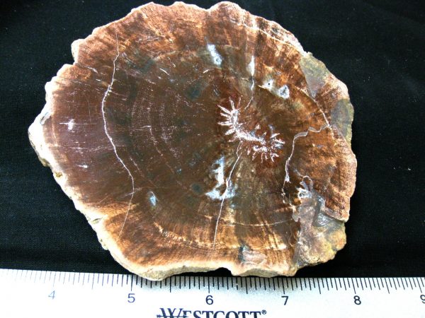 Genuine Medium Petrified Wood From Madagascar For Sale- Triassic Age #33a