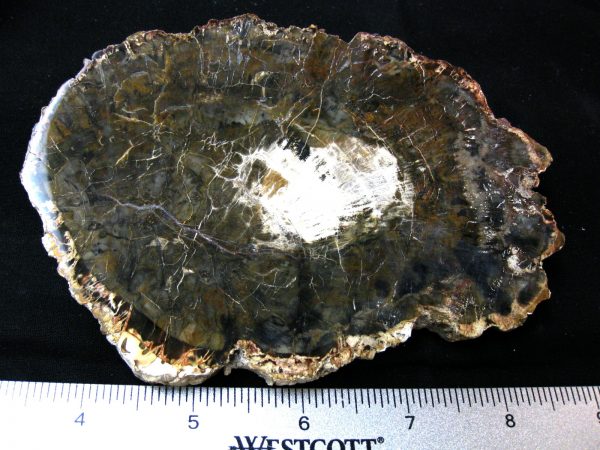 Genuine Medium Petrified Wood From Madagascar For Sale- Triassic Age #34