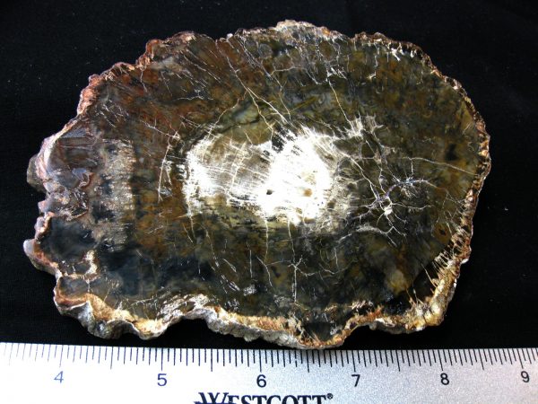 Genuine Medium Petrified Wood From Madagascar For Sale- Triassic Age #34a