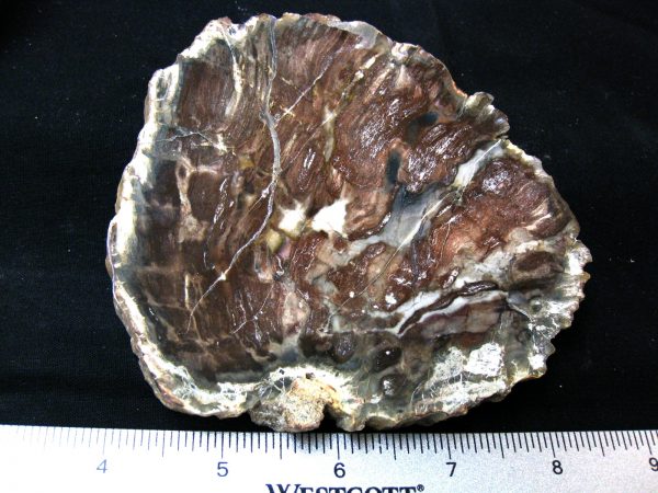 Genuine Medium Petrified Wood From Madagascar For Sale- Triassic Age #35