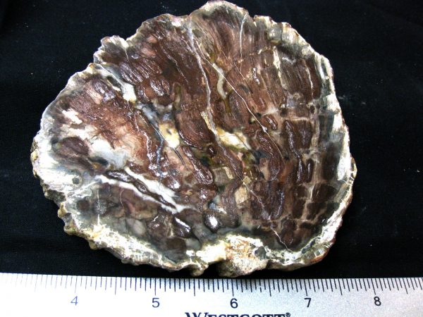 Genuine Medium Petrified Wood From Madagascar For Sale- Triassic Age #35a