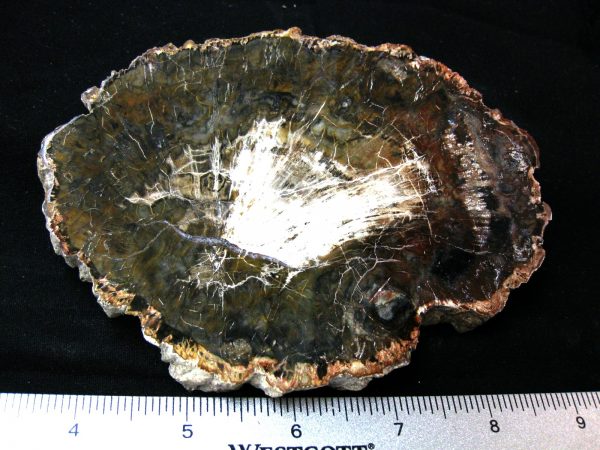 Genuine Medium Petrified Wood From Madagascar For Sale- Triassic Age #40