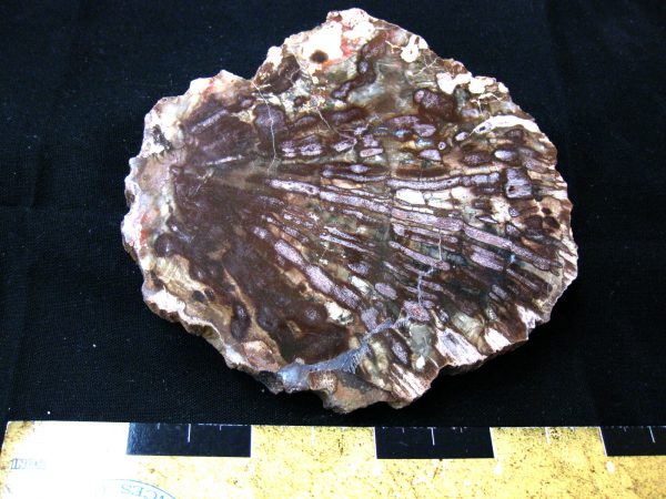 Genuine Medium Petrified Wood From Madagascar For Sale- Triassic Age #6