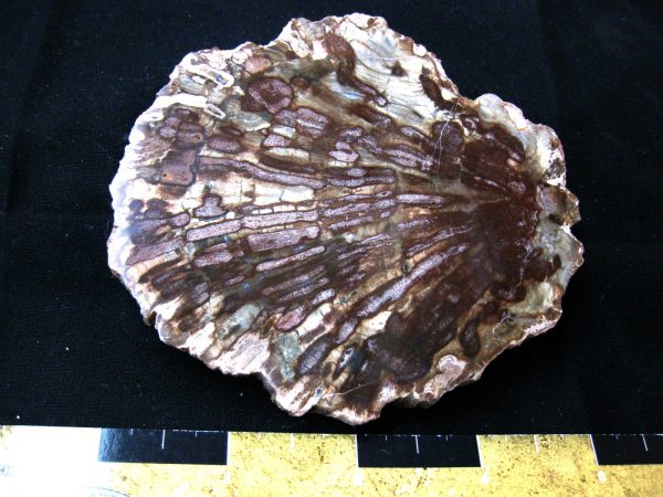 Genuine Medium Petrified Wood From Madagascar For Sale- Triassic Age #6a