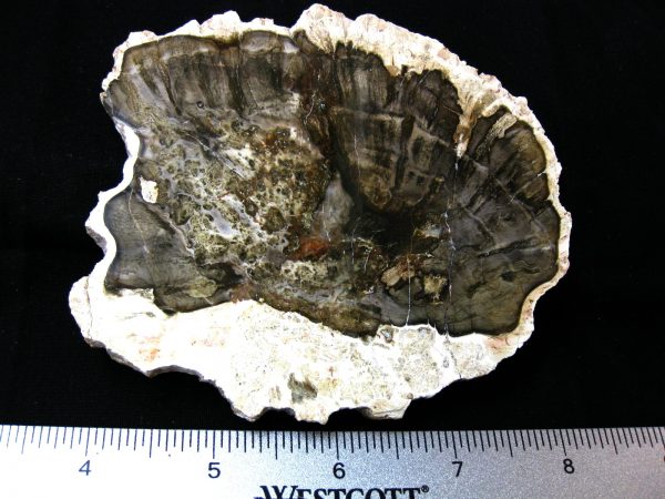 Genuine Medium Petrified Wood From Madagascar For Sale- Triassic Age #8