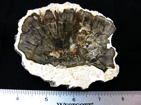 Genuine Medium Petrified Wood From Madagascar For Sale- Triassic Age #8a