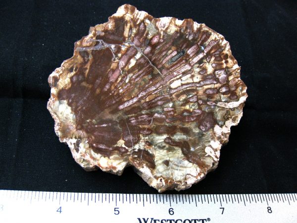 Genuine Medium Petrified Wood From Madagascar For Sale- Triassic Age #9