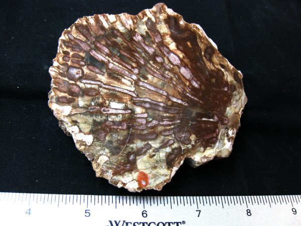 Genuine Medium Petrified Wood From Madagascar For Sale- Triassic Age #9a