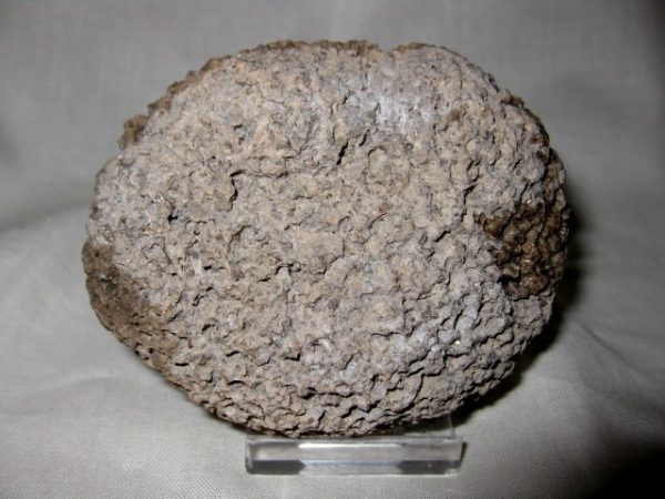 Mexico Stromatolite #2