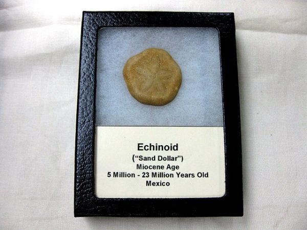 Mexico Echinoid #1