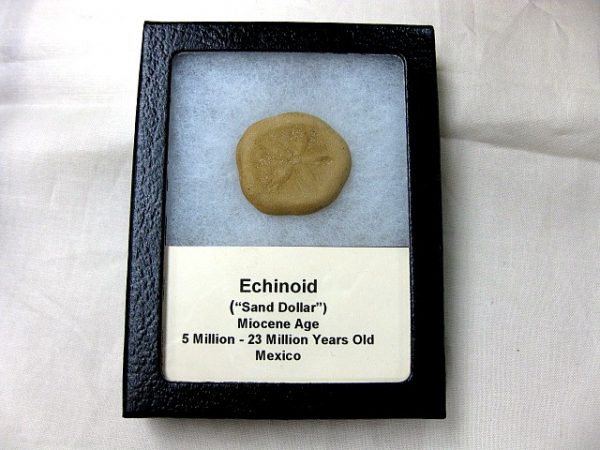 Mexico Echinoid #5