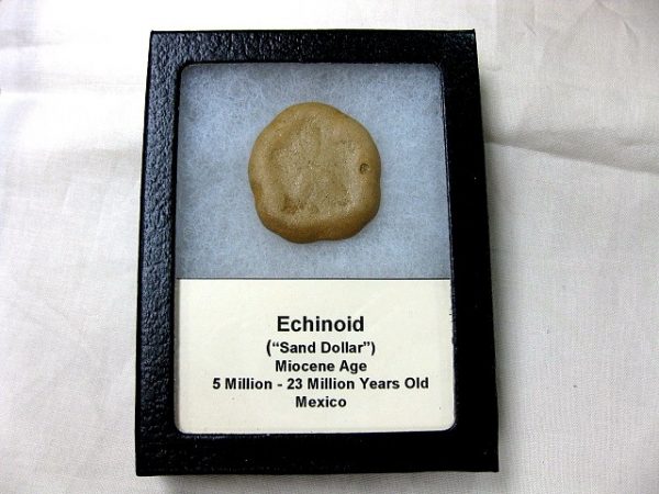 Mexico Echinoid #6